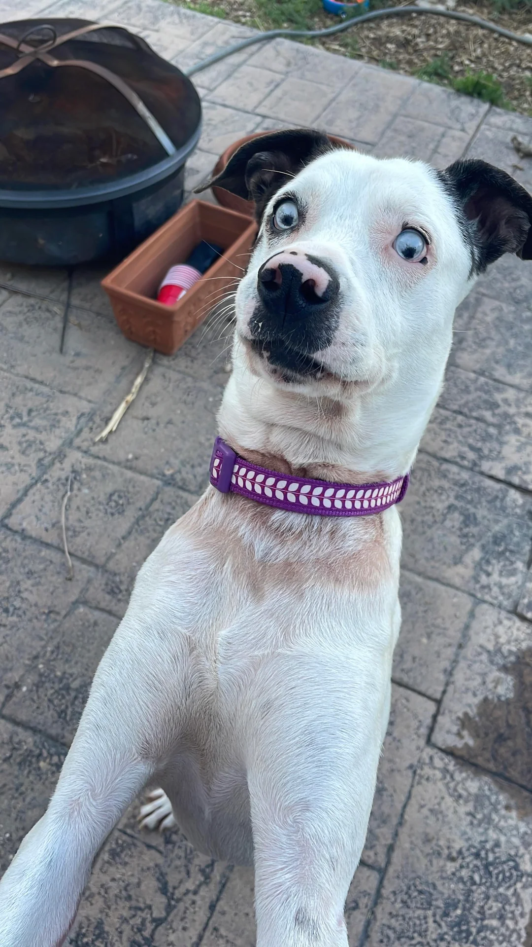 Este perro rescatado parece estar teniendo recuerdos de Vietnam todo el rato.