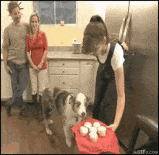 Este perro rescatado parece estar teniendo recuerdos de Vietnam todo el rato.