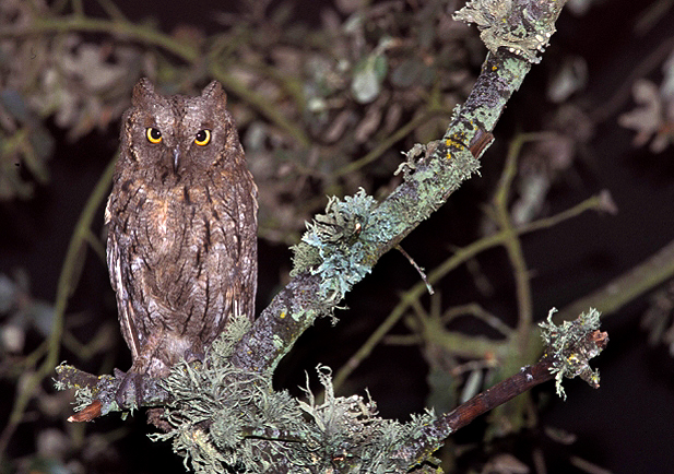 Los vecinos pensando que todas las noches sonaba una alarma silenciosa de alguna tienda y... resulta que era un búho (Autillo europeo)