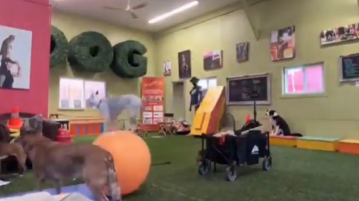 Un perro aprendió a andar sobre una pelota gigante y desde entonces solo se mueve así.