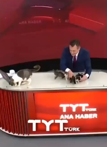 Una gata dio a luz en un canal de televisión turco y el presentador se puso a mostrar a los gatitos.