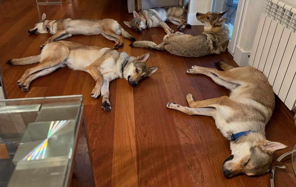 Una mujer pasea a un perro-lobo por las calles de Buenos Aires.