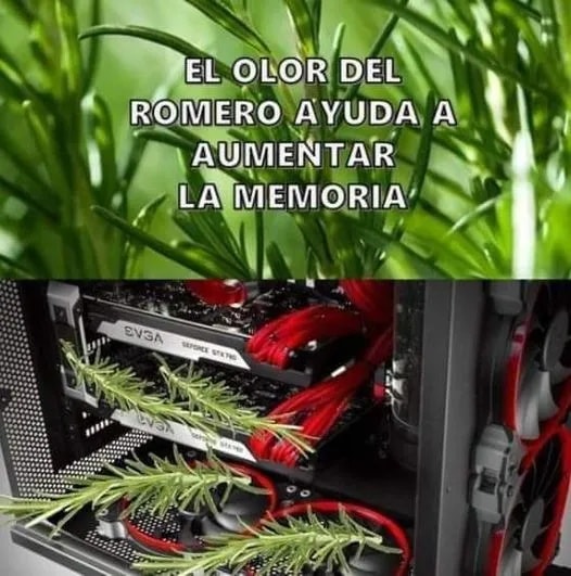 El olor del romero ayuda a aumentar la memoria.