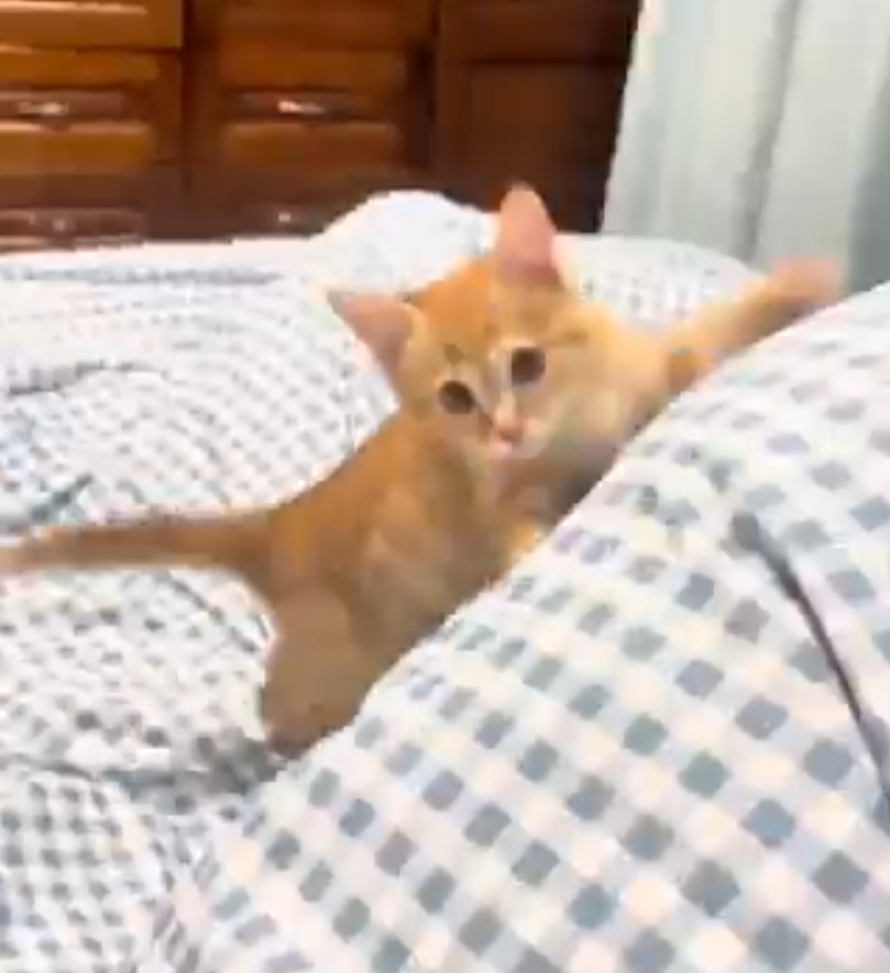 Pesan algunos prejuicios sobre los gatos naranjas. Prejuicios que por otra parte... SON 100% VERDAD.