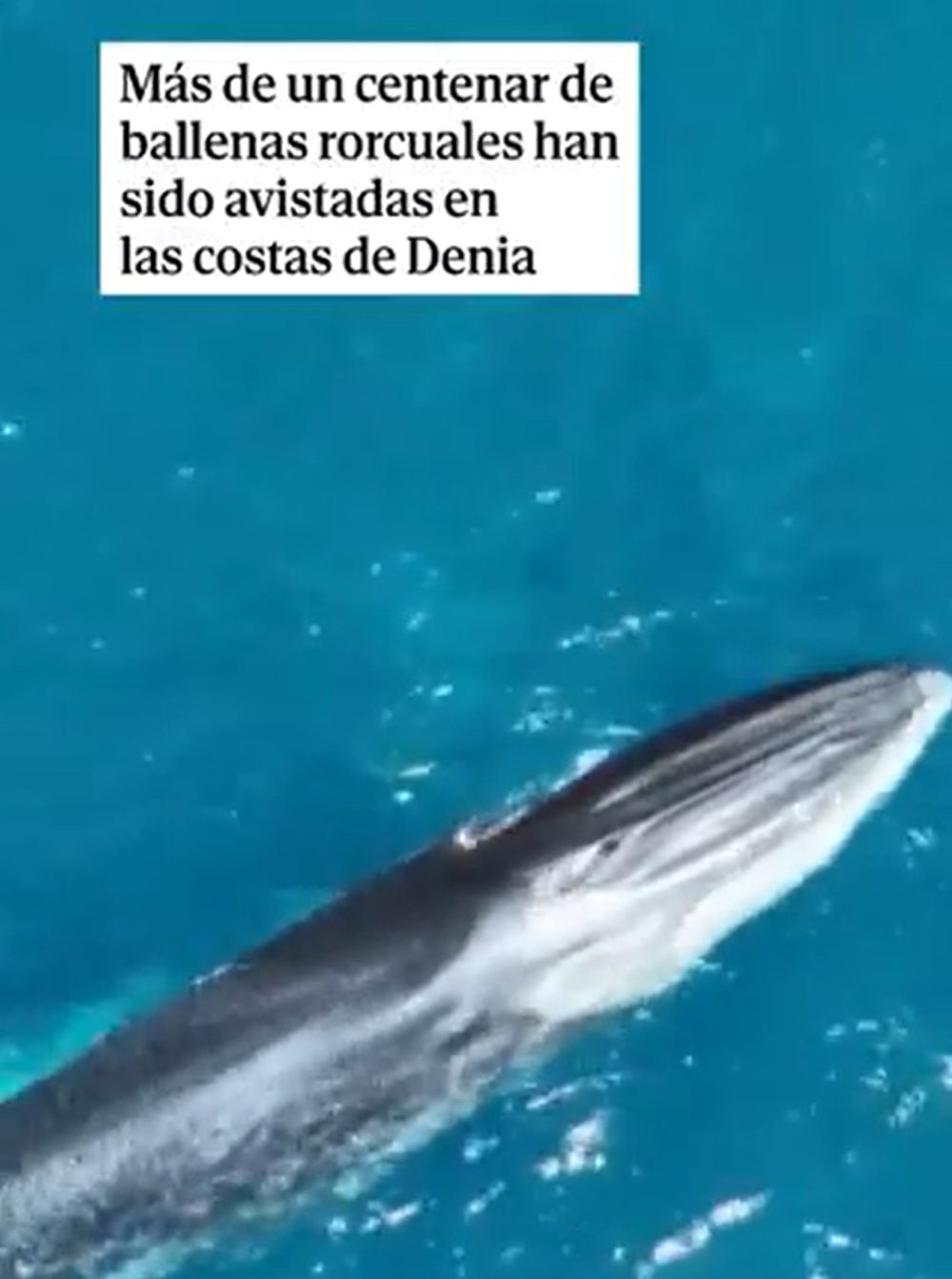 Avistan más de un centenar de ballenas rorcuales en las costas de Denia.