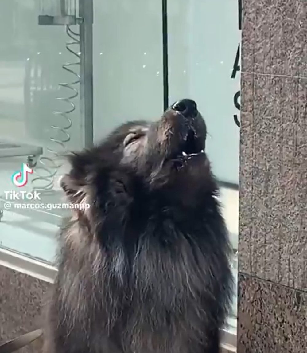 Una mujer pasea a un perro-lobo por las calles de Buenos Aires.