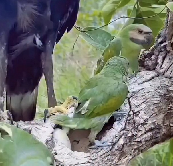 Los loros verdes son verdaderos maestros del camuflaje, una habilidad que les permite pasar desapercibidos entre el follaje de los árboles.