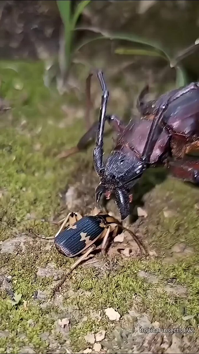 El escarabajo bombardero tiene una escopeta de lava en el cuIo.