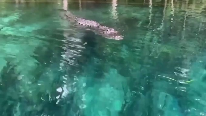 Una mujer de Florida que hacía paddle surf aparta a un alligator con el remo.