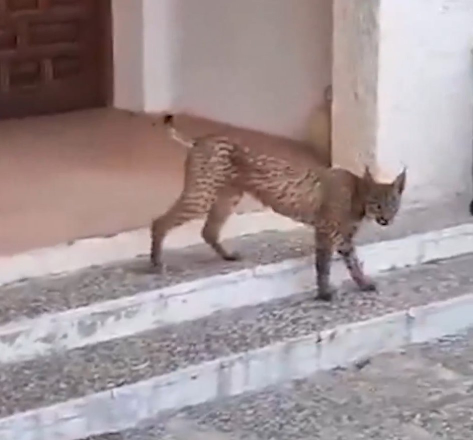 Un lince ibérico ha sido avistado recientemente paseando por las calles de una urbanización en Árges, en la provincia de Toledo.