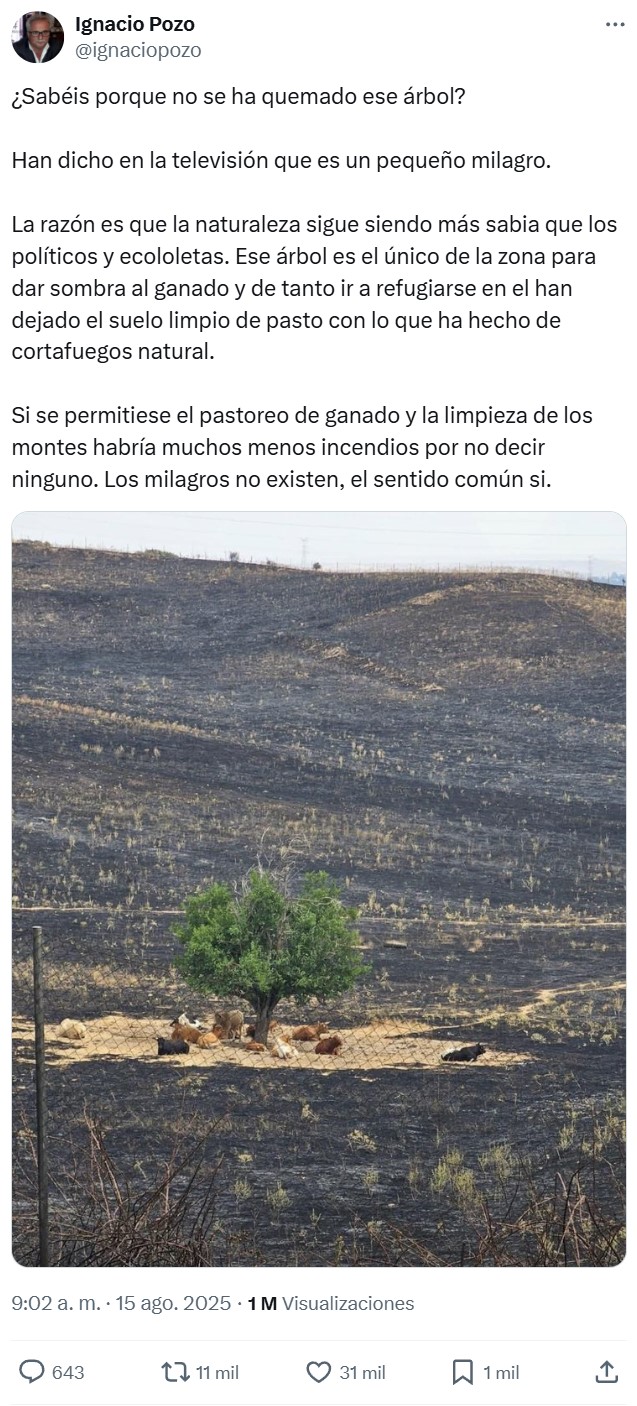 ¿Por qué se salvó ese árbol?
