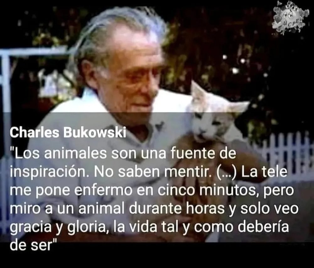 Los animales sirven para hacer reset al final del día y descansar de la capa social absurdamente compleja que hemos creado.