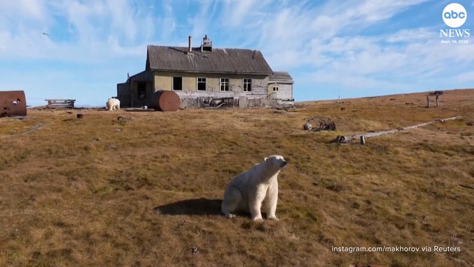 Una manada de osos polares invadió una estación de investigación soviética abandonada en la isla Kolyuchin, en el mar de Chukchi, siendo captados por un dron mientras exploraban los edificios del lugar.