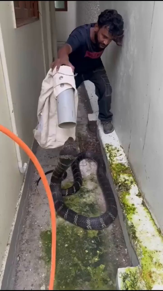Un hombre intenta capturar una King Cobra usando un tubo de PVC y una bolsa de tela.