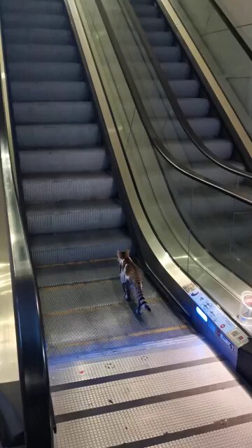 Un buen samaritano ayuda a un gato que estaba bugueado en las escaleras mecánicas del aeropuerto de Estambul.