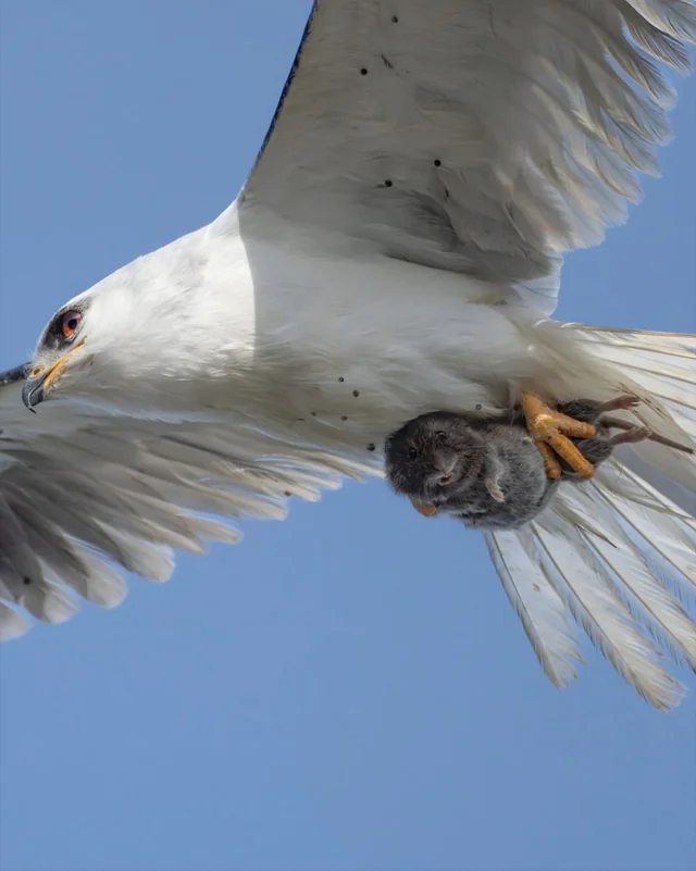 El fotógrafo Sha Lu capturó el momento exacto en el que un pequeño animal mira a la cámara mientras es atrapado por un depredador.