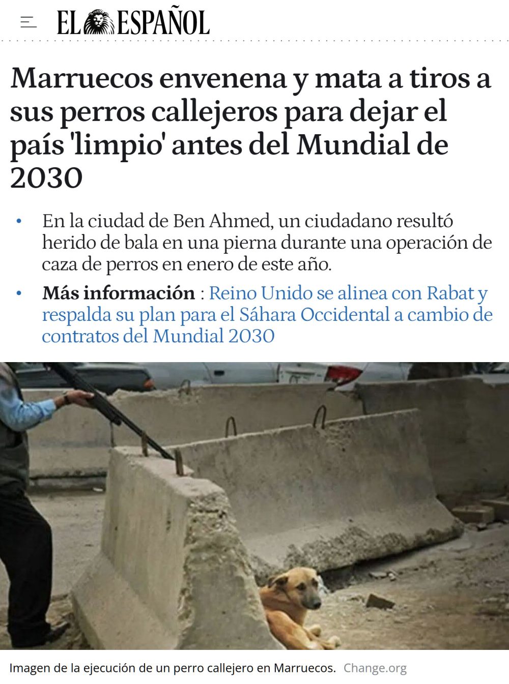 HoIocausto canino en Marruecos antes del Mundial 2030.