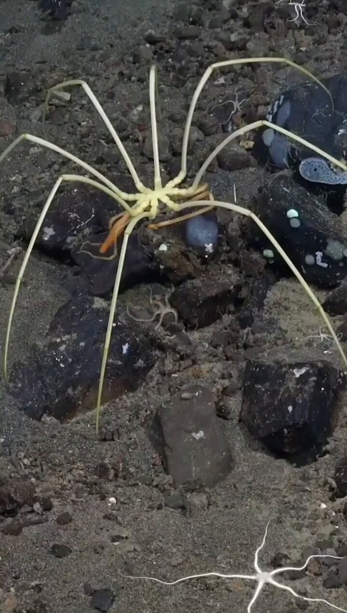 El Picnogónido, primo lejano de la araña terrestre, carece de pulmones y respira a través de su exoesqueleto.