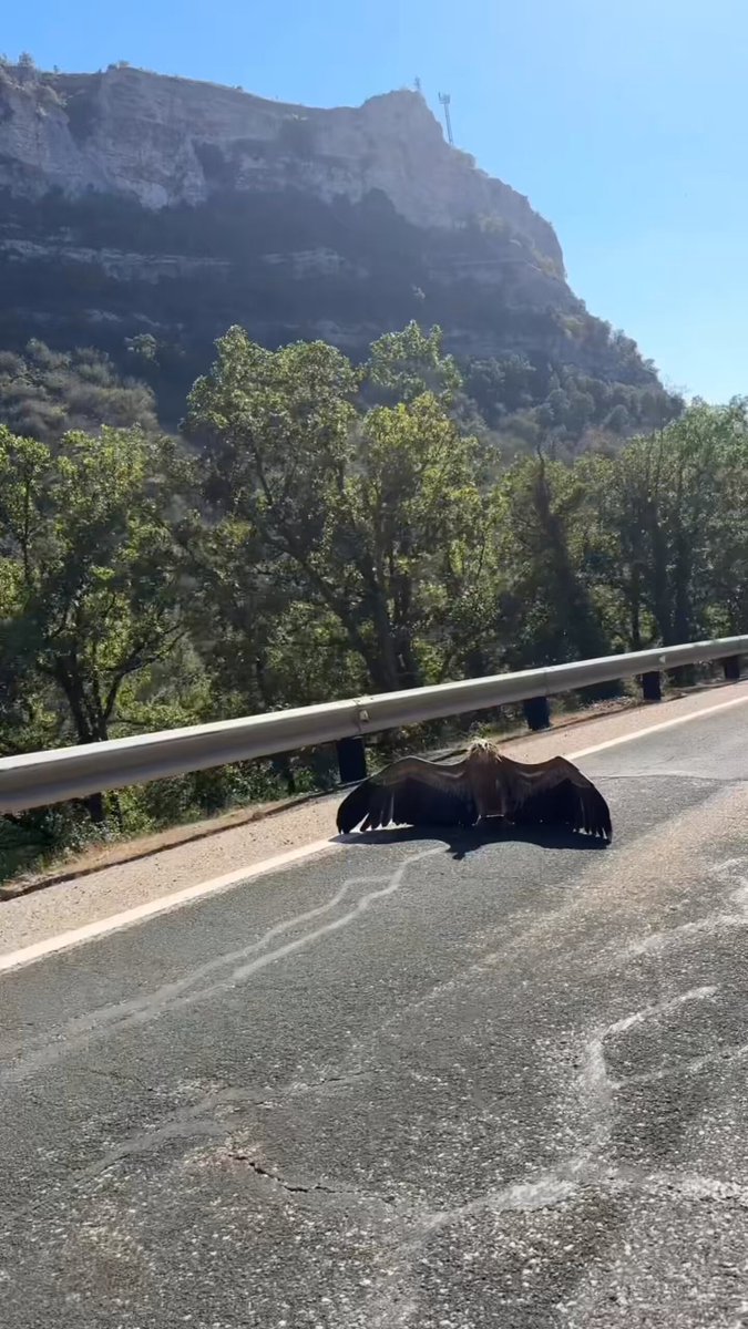 Avistan un buitre en medio de una carretera de Cantabria.