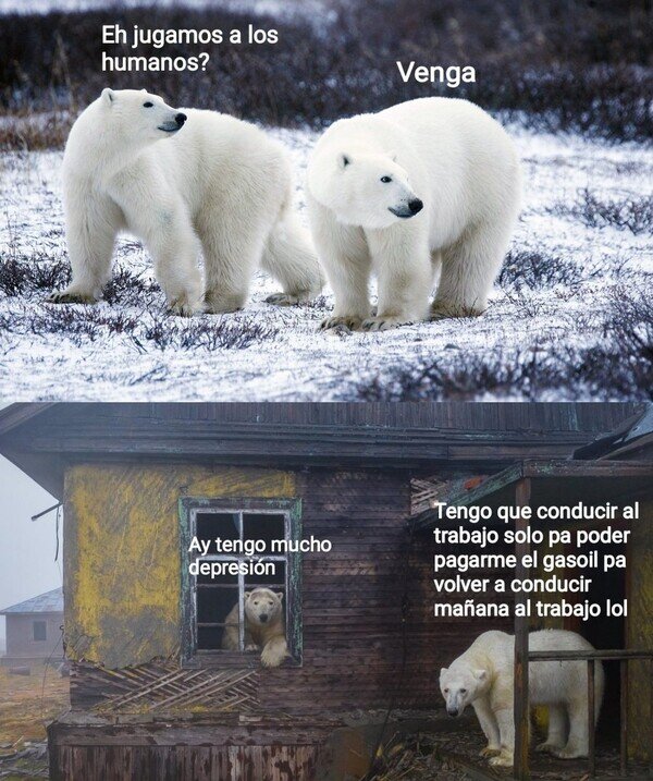 Una manada de osos polares invadió una estación de investigación soviética abandonada en la isla Kolyuchin, en el mar de Chukchi, siendo captados por un dron mientras exploraban los edificios del lugar.