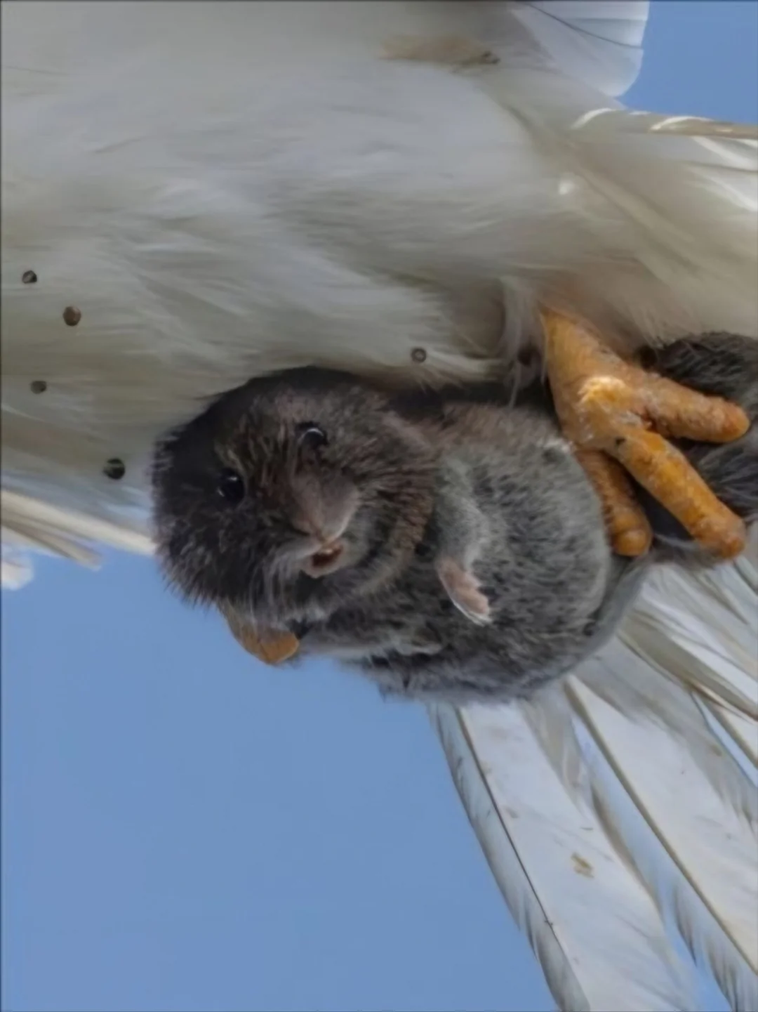 El fotógrafo Sha Lu capturó el momento exacto en el que un pequeño animal mira a la cámara mientras es atrapado por un depredador.