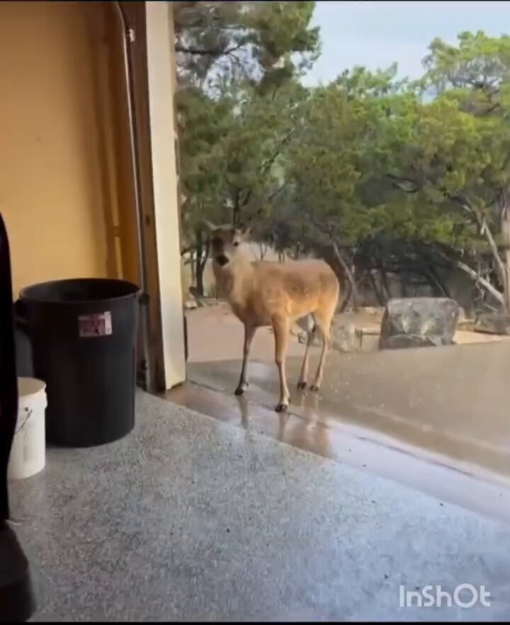 Se apiada de un venado y al día siguiente de haberle dado de comer... aparece con todo el rebaño.