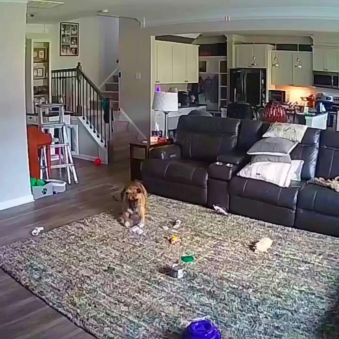 Nunca dejes Power Banks al alcance de tus perros.