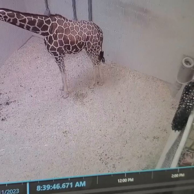 "¡Qué emocionante se puso la Fórmula 1!"