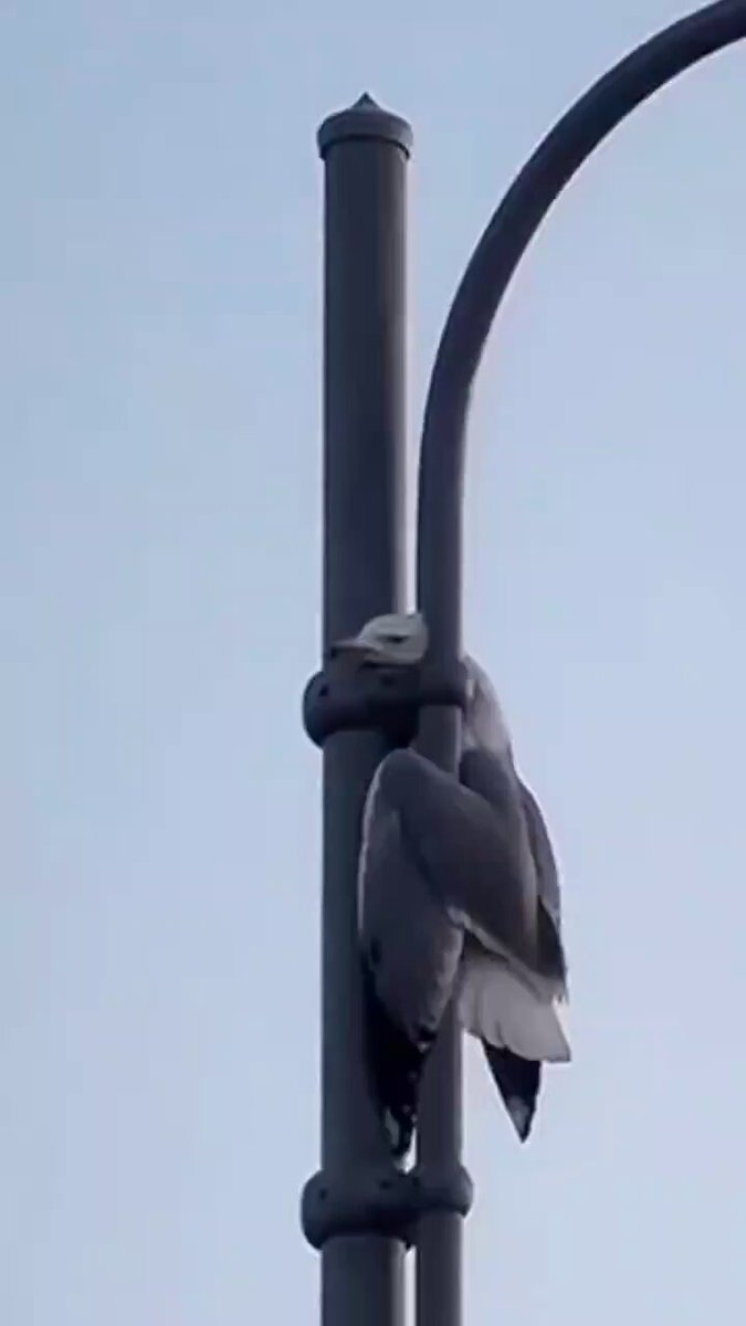 Este tipo salva a una gaviota atrapada en una farola.