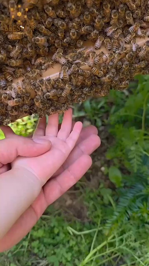 Las abejas sin aguijón, también conocidas como Melipona o Meliponini, son un grupo especial de abejas tropicales que no tienen un aguijón funcional.