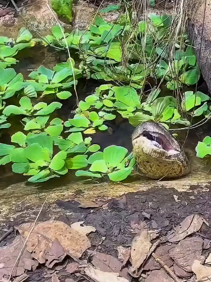 Una anaconda realineando su mandíbula después de haberse comido algo grande.