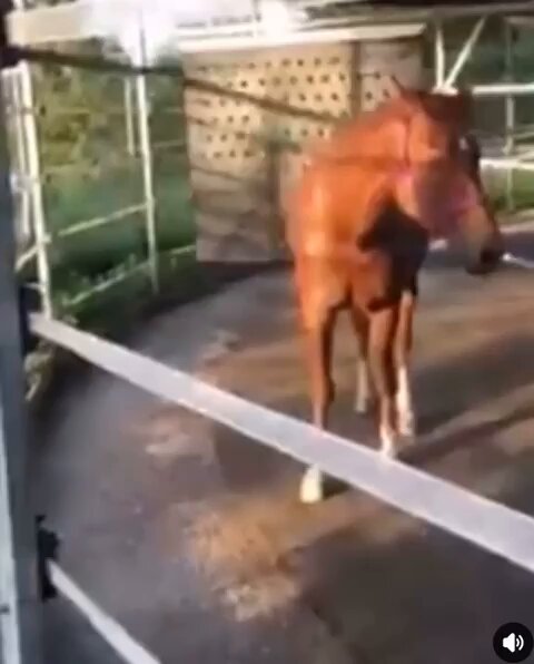 Ese caballo acaba de darse cuenta de que había sido engañado todo este tiempo.