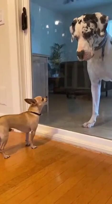 Caravaca y Pugilato.