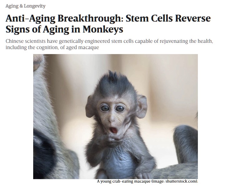 Investigadores en China acaban de hacer que monos viejos se vuelvan jóvenes.
