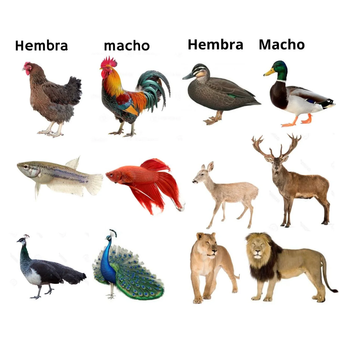 Por algo nosotros no nos maquillamos. Nacimos ya atractivos :D