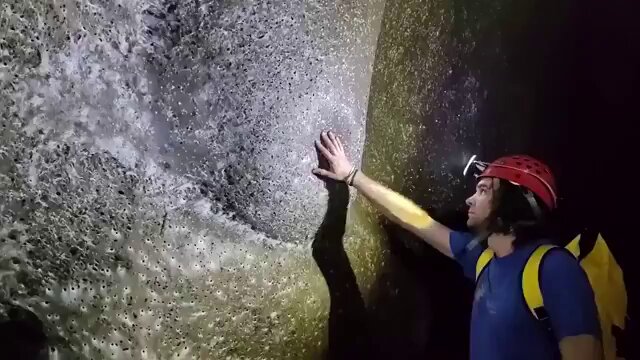 Acaban de descubrir la telaraña más grande del mundo: 106 metros cuadrados que dan cobijo a más de 111.000 arañas