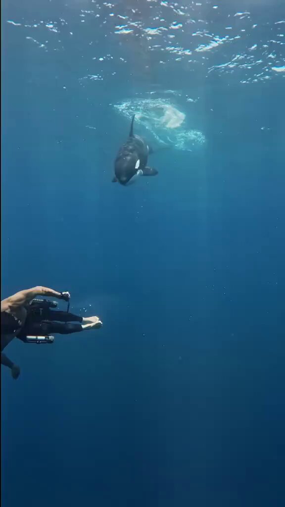 Las orcas son los depredadores más eficientes del planeta, pero nunca nos han atacado en estado salvaje.