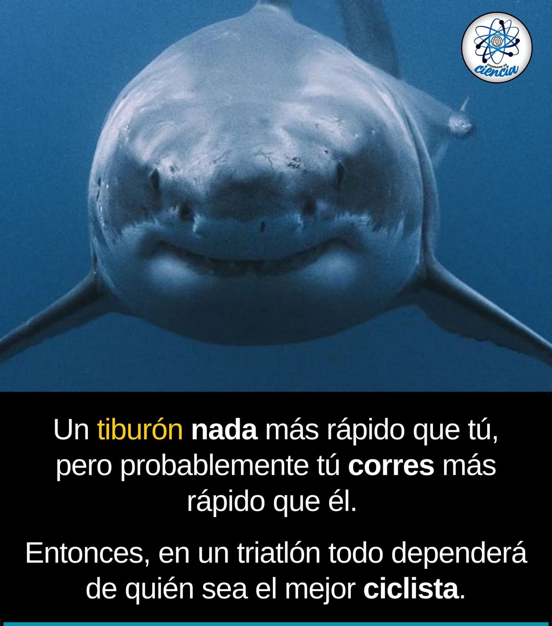 Humano vs tiburón.
