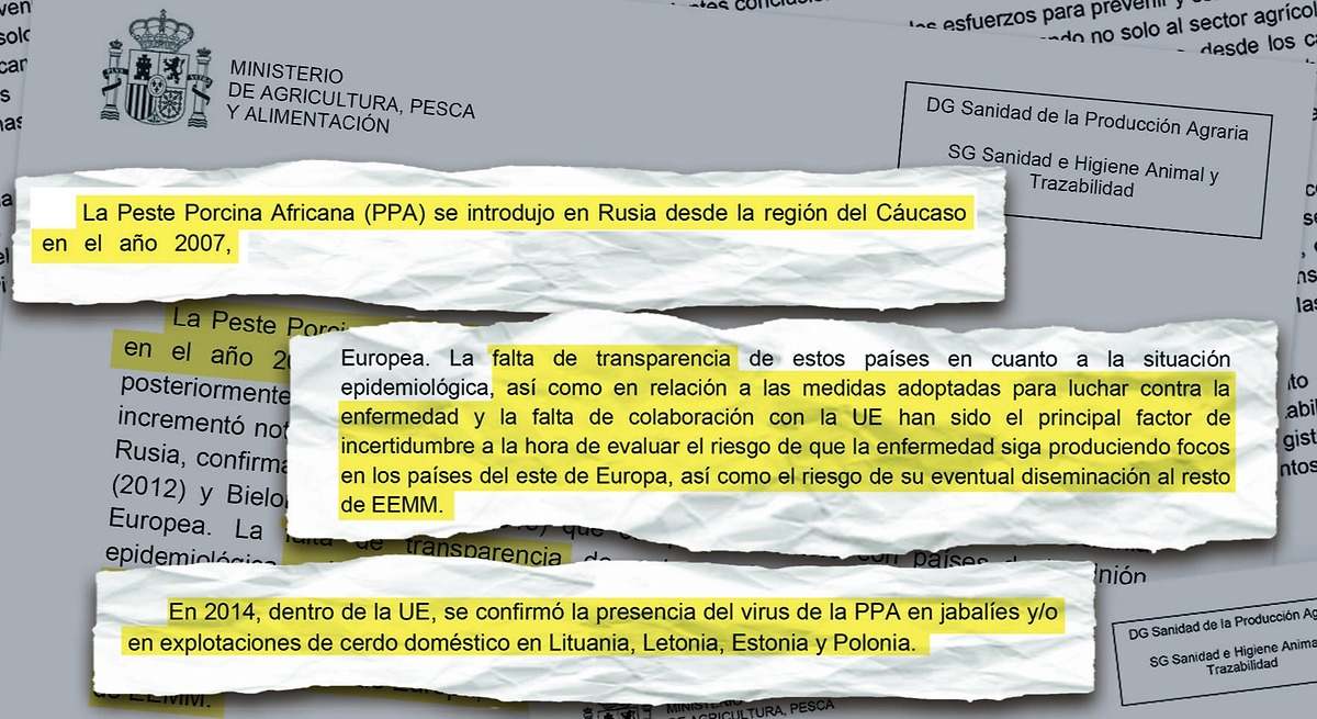 Damos por hecho que el COVID surgió de un mercado chino random que vendía murciélagos, pero... vamos a investigar si porcina la crearon en un laboratorio.