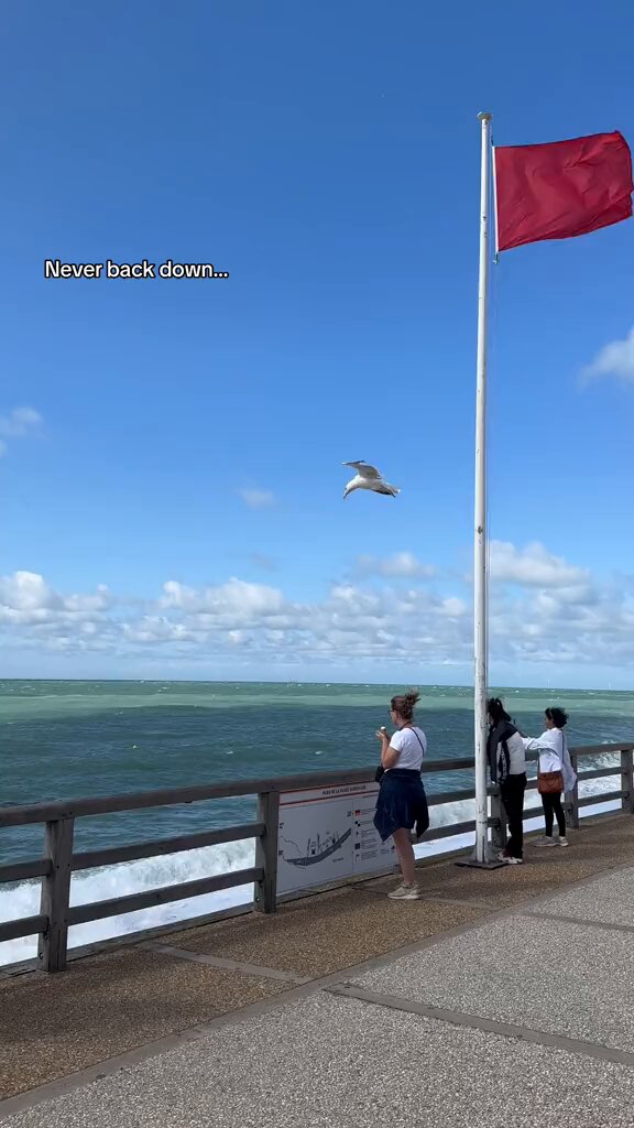 Mission Impossible: Hunting Seagul