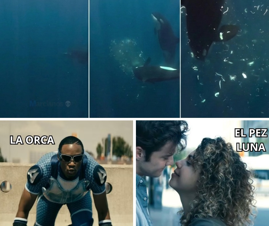El momento exacto en que una Orca hace EXPLOTAR a un Pez Luna.