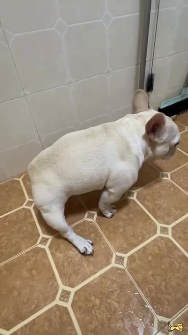 Perros cаgаndo raro. El recopilatorio que estabais esperando.