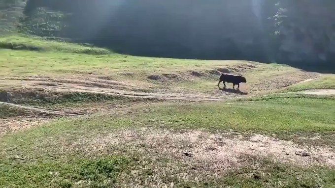 Iré directo con mi bici hacia un toro... ¿Qué podría salir mal?