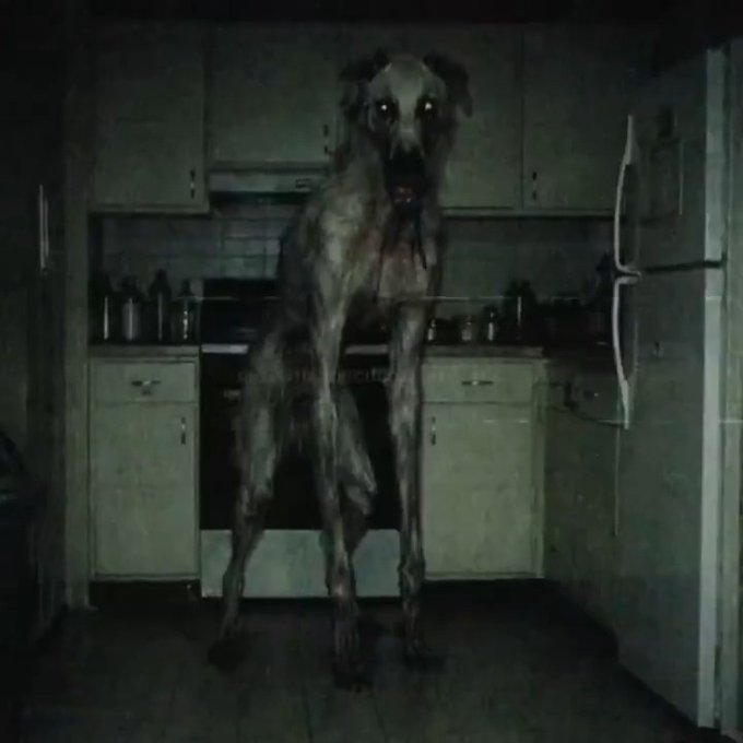 Si notáis que vuestro perro está actuando de forma extraña, seguid estas directrices.