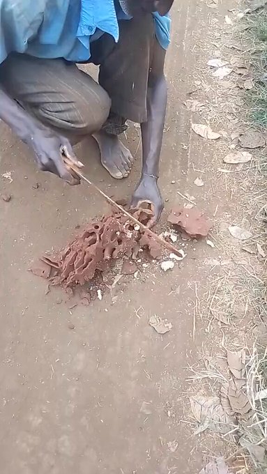 Buscando a la termita reina.