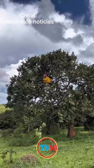 Se nos va de las manos lo de los therians...