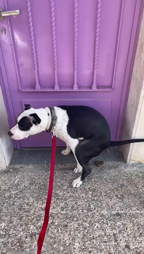 El último votante de podemos.