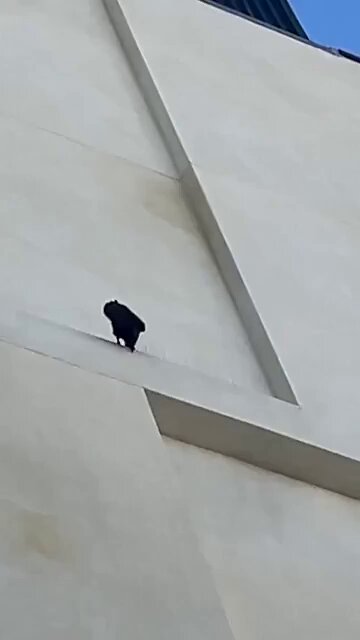 Un cuervo quitando varias púas metálicas anti-pájaros de la cornisa de un edificio.