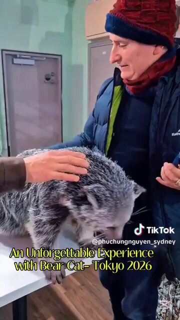 Este curioso animal es un "oso gato".