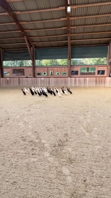 Los jóvenes Border Collies, Ginger y Lenni, tienen la tarea de clasificar a los patos Indian Runner POR COLOR.